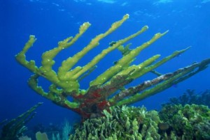 Koraal snorkelen Aruba