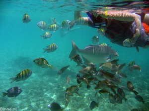 Snorkelen