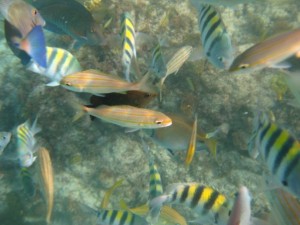 Vissen Aruba