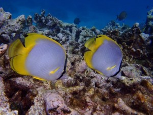 Vissen snorkelen Aruba