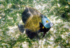 aruba snorkelen