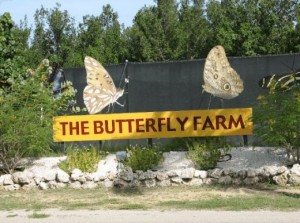 Butterfly Farm Aruba