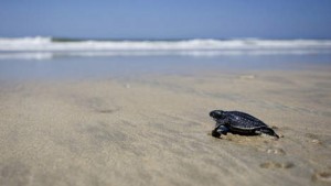 Geboorte Lederschildpad Aruba